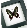 Rare Butterfly Parides bunichus male verso Brazil Swallowtail Framed Taxidermy Classic Black Display