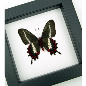 Rare Butterfly Parides bunichus male verso Brazil Swallowtail Framed Taxidermy Classic Black Display