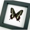Rare Butterfly Parides bunichus male verso Brazil Swallowtail Framed Taxidermy Classic Black Display
