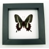 Rare Butterfly Parides bunichus male verso Brazil Swallowtail Framed Taxidermy Classic Black Display