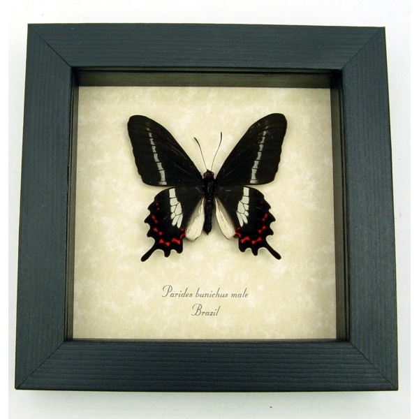 Rare Butterfly Parides bunichus Male Brazil Swallowtail Framed Taxidermy Display