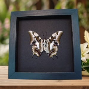 Real Framed Butterfly Polyura cognatus Taxidermy Moonlight Display