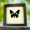 Emerald Patched Cattleheart Butterfly Parides sesostris Framed Taxidermy Display