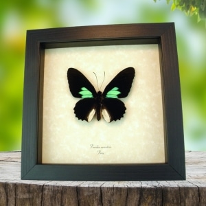 Emerald Patched Cattleheart Butterfly Parides sesostris Framed Taxidermy Display