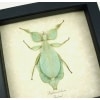 Phyllium celebicum Green Leaf Mimic Insect Framed Taxidermy Display