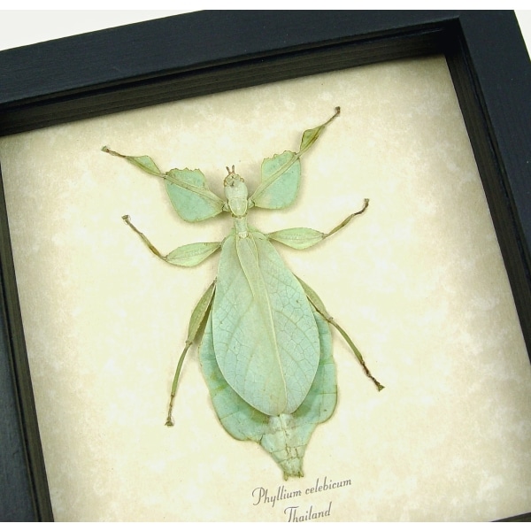 Phyllium celebicum Green Leaf Mimic Insect Framed Taxidermy Display