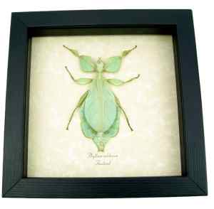 Phyllium celebicum Green Leaf Mimic Insect Framed Taxidermy Display
