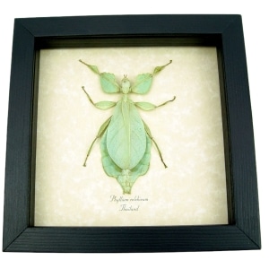 Phyllium celebicum Green Leaf Mimic Insect Framed Taxidermy Display