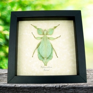 Phyllium celebicum Green Leaf Mimic Insect Framed Taxidermy Display