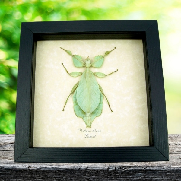 Phyllium celebicum Green Leaf Mimic Insect Framed Taxidermy Display