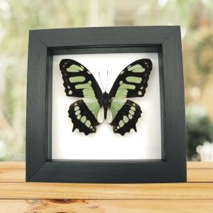 Malachite Butterfly Framed Taxidermy Victorina stelenes Classic Black Display