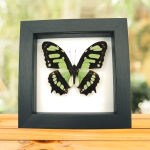 Malachite Butterfly Framed Taxidermy Victorina stelenes Classic Black Display