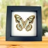 Malachite Butterfly Framed Victorina stelenes Verso Taxidermy Classic Black Display