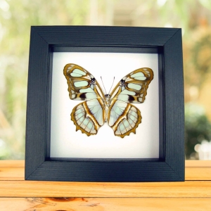 Malachite Butterfly Framed Victorina stelenes Verso Taxidermy Classic Black Display