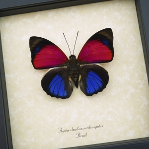 Electric Blue Framed Butterfly Agrias claudina sardanapalus Framed Taxidermy Display