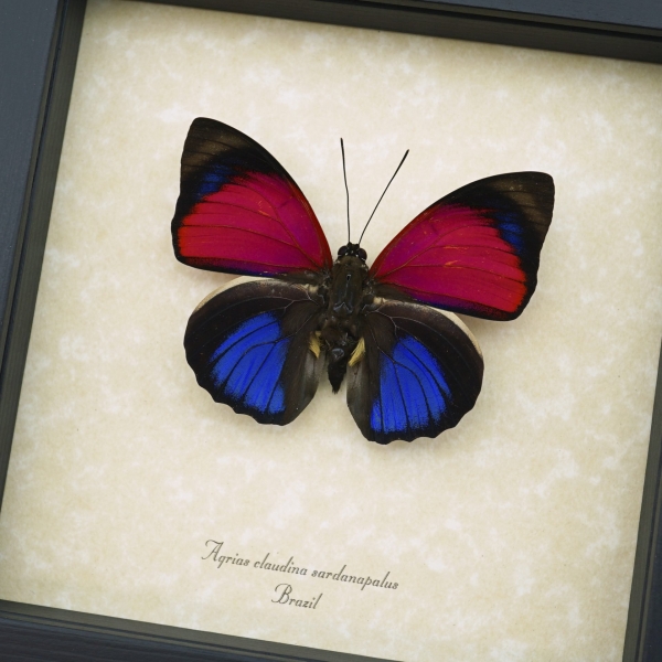 Electric Blue Framed Butterfly Agrias claudina sardanapalus Framed Taxidermy Display