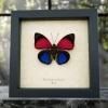 Electric Blue Framed Butterfly Agrias claudina sardanapalus Taxidermy Display