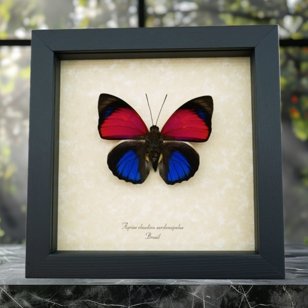 Electric Blue Framed Butterfly Agrias claudina sardanapalus Taxidermy Display