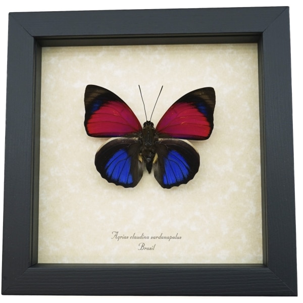 Electric Blue Framed Butterfly Agrias claudina sardanapalus Framed Taxidermy Display