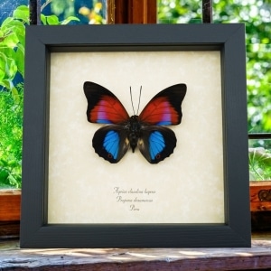 Rare Blue Red Fuchsia Hybrid Butterfly Agrias claudina lugens Prepona dexamenus Framed Display