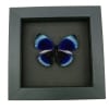 Charles Darwin Butterfly Callithea philotima Asterope leprieuri Framed Taxidermy Moonlight Display