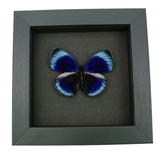 Charles Darwin Butterfly Callithea philotima Asterope leprieuri Framed Taxidermy Moonlight Display