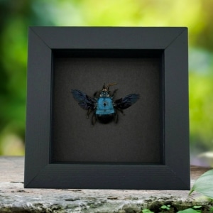 Blue Carpenter Bee Xylocopa caerulea Female Framed Taxidermy Moonlight Display