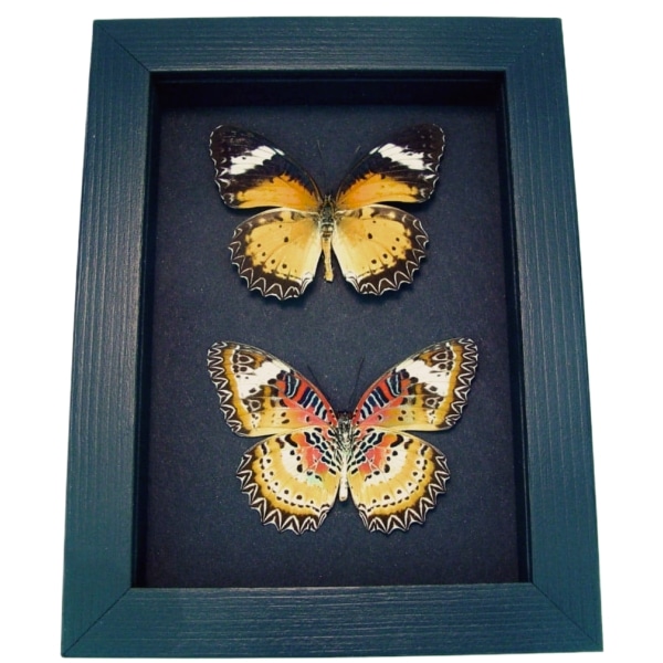 Leopard Lacewing Butterflies Cethosia cyane Set Framed Taxidermy Moonlight Display