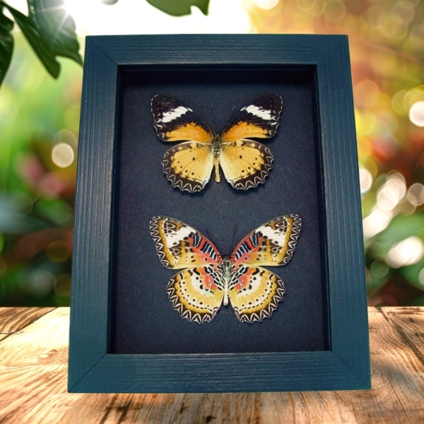 Leopard Lacewing Butterflies Cethosia cyane Set Framed Taxidermy Moonlight Display