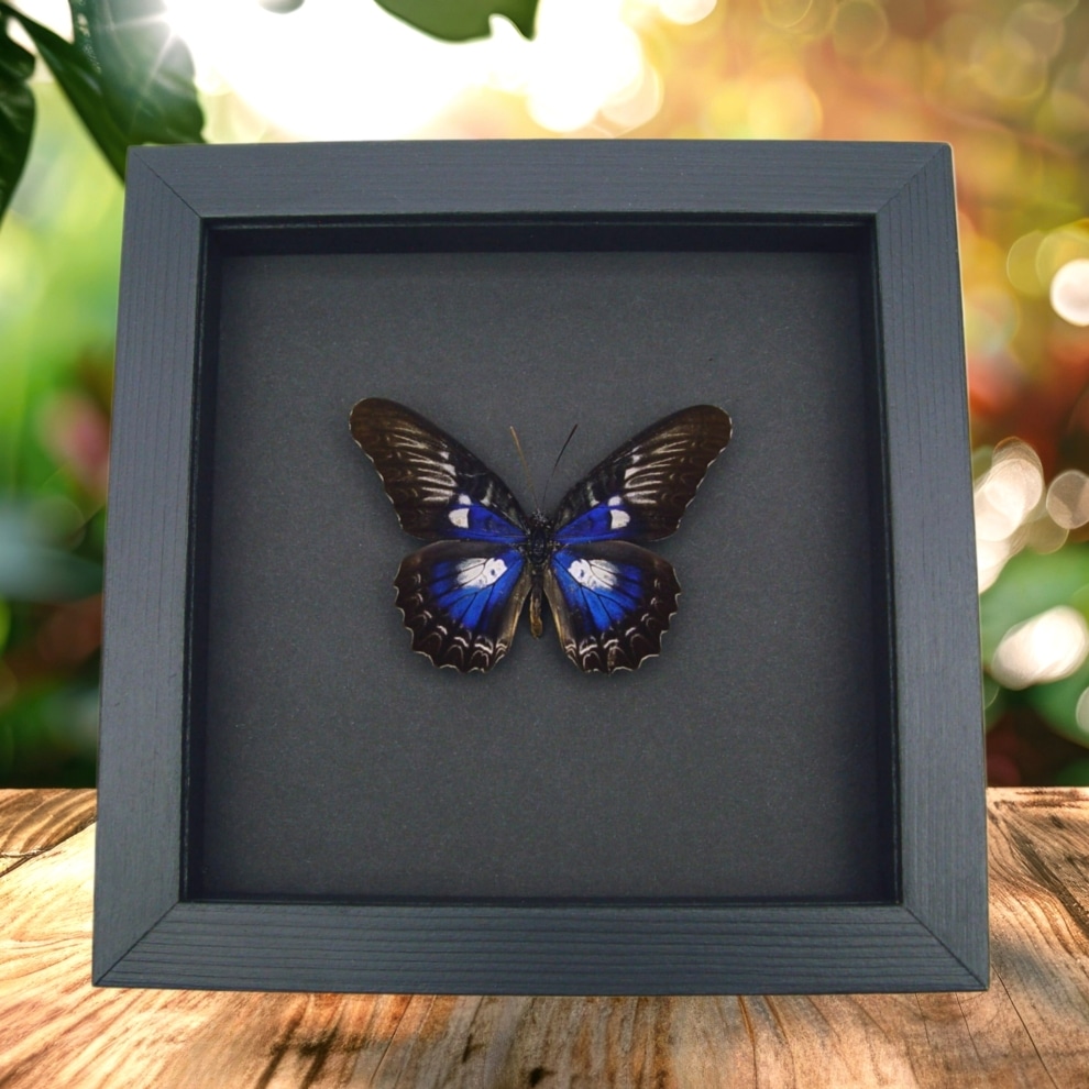Rare Electric Blue Butterfly Cethosia myrina ribbei Framed Moonlight Display