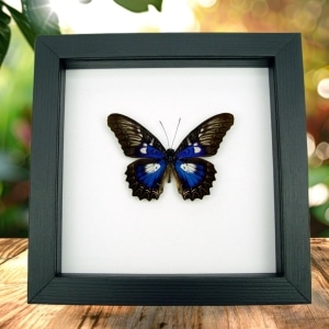 Rare Electric Blue Butterfly Cethosia myrina ribbei Framed Classic Black Display