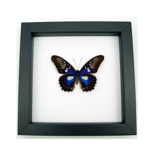 Rare Electric Blue Butterfly Cethosia myrina ribbei Framed Classic Black Display