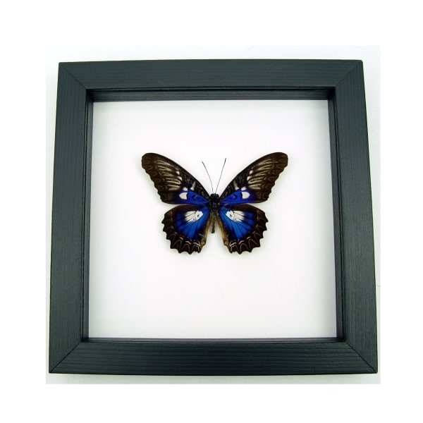 Rare Electric Blue Butterfly Cethosia myrina ribbei Framed Classic Black Display