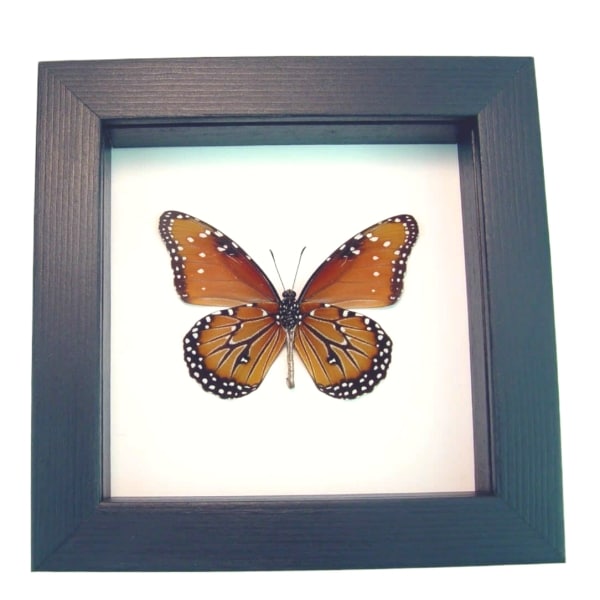 Danaus gilippus verso Queen Butterfly Framed Taxidermy Classic Black Display