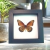 Danaus gilippus verso Queen Butterfly Framed Taxidermy Classic Black Display