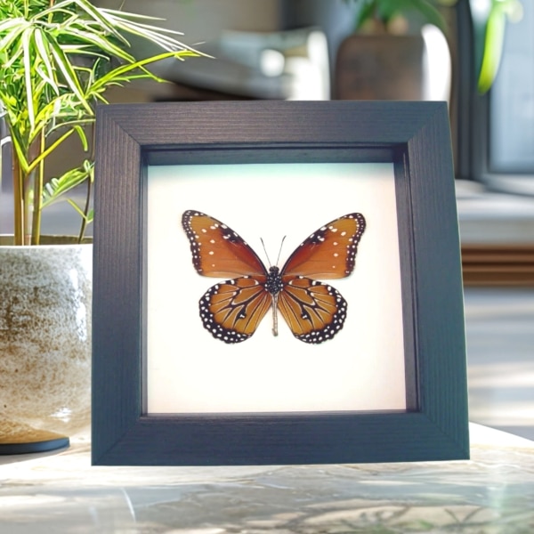 Danaus gilippus verso Queen Butterfly Framed Taxidermy Classic Black Display
