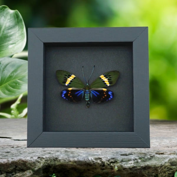 Eterusia repleta male Moth Framed Day Flying Moth Taxidermy Moonlight Display