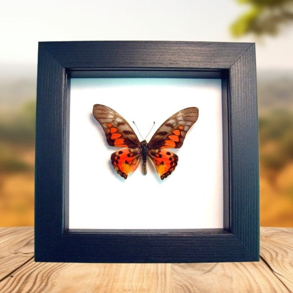 Real Framed Red African Butterfly Graphium rydleyanus Taxidermy Classic Black Display