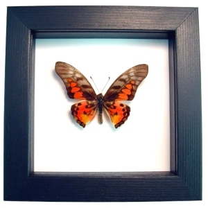 Real Framed Red African Butterfly Graphium rydleyanus Taxidermy Classic Black Display