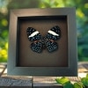 Hamadryas laodamia Female Starry Night Butterfly Moonlight Display Framed Taxidermy