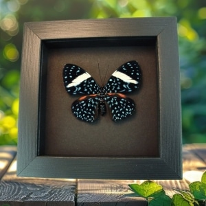 Hamadryas laodamia Female Starry Night Butterfly Moonlight Display Framed Taxidermy