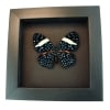 Hamadryas laodamia Female Starry Night Butterfly Moonlight Display Framed Taxidermy