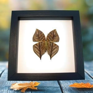 Dead Leaf Mimic Butterfly Kallima inachus verso Framed Classic Black Display