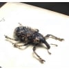 Rare Hairy Beetle Weevil Lixus titubans Madagascar Insect Framed Taxidermy Display