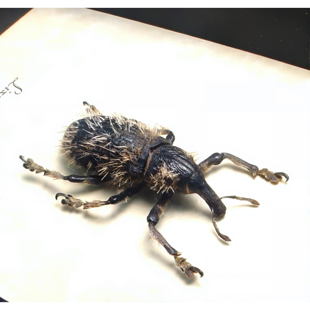 Rare Hairy Beetle Weevil Lixus titubans Madagascar Insect Framed Taxidermy Display