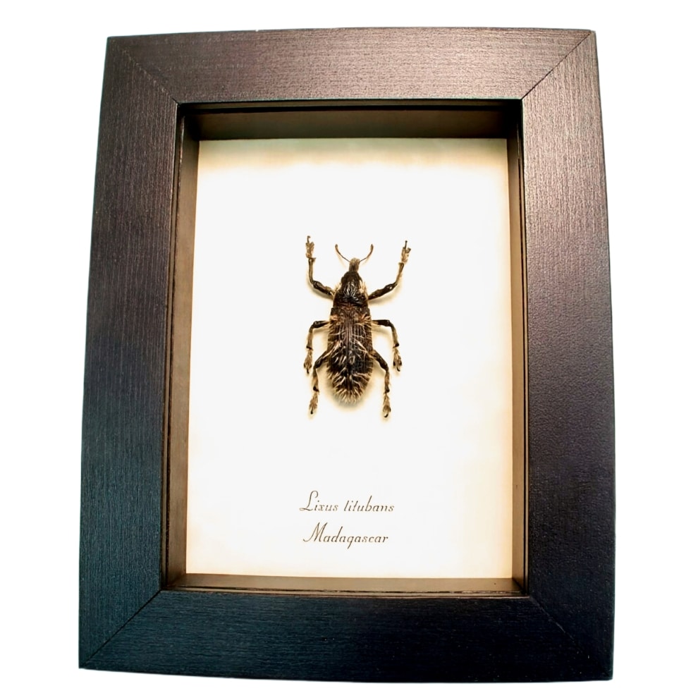 Rare Hairy Beetle Weevil Lixus titubans Madagascar Insect Framed Taxidermy Display