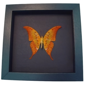 Yellow Gorgon Butterfly Framed Meandrusa payeni ciminius Verso Moonlight Display