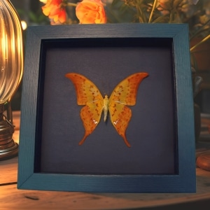 Yellow Gorgon Butterfly Framed Meandrusa payeni ciminius Verso Moonlight Display
