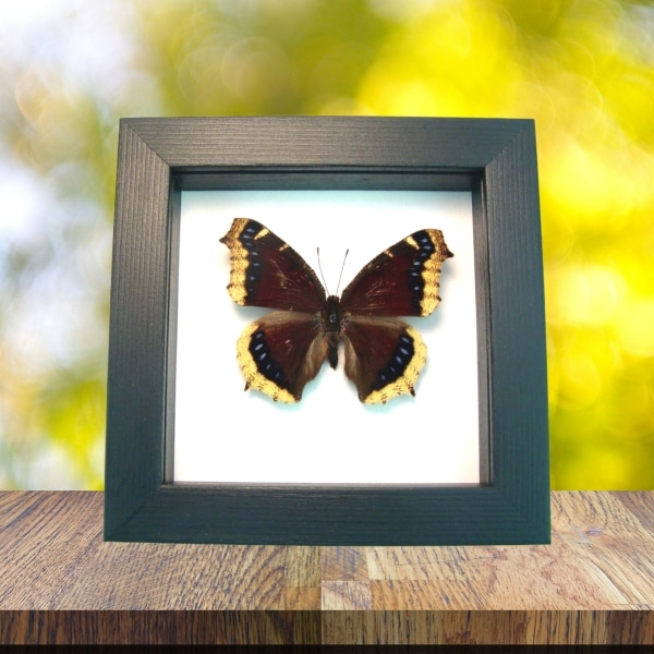 Framed Mourning Cloak Butterfly Nymphalis Antiopa Taxidermy Classic Black Display