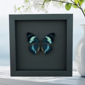 Queen Flasher Butterfly Panacea regina Moonlight Display Framed Taxidermy